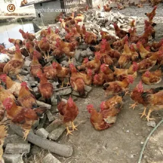 Hướng dẫn chọn gà giống làm đàn bố mẹ , ông bà