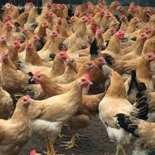 Một số tổ hợp gà lai phổ biến trên thị trường