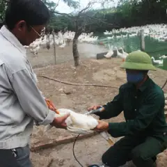 Hướng dẫn sử dụng vắc xin phòng bệnh cho gia cầm