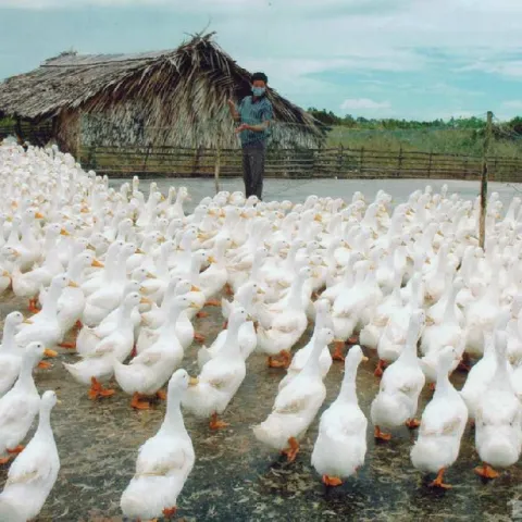 Cung cấp vịt bầu cánh trắng
