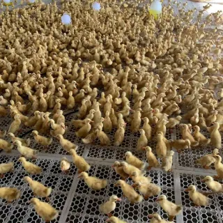 Cung cấp vịt siêu trứng triết giang giống