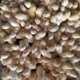 Hướng dẫn chọn gà giống hiệu quả