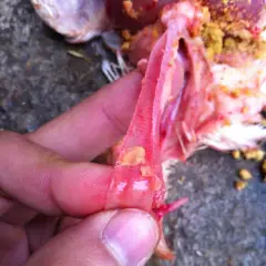 Điều trị bệnh viêm thanh khí quản truyền nhiễm ở gia cầm