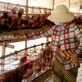 Kingh nghiệm chăn nuôi gà đẻ hậu bị hiệu quả