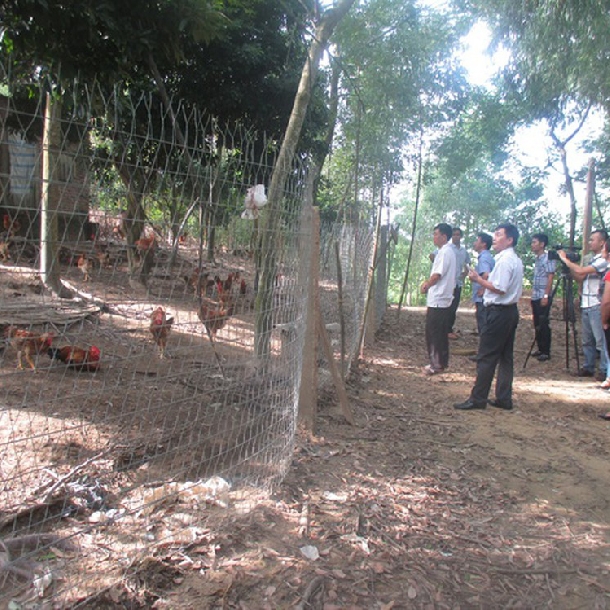 Mô hình chăn nuôi gà thả vườn theo tiêu chuẩn VietGAHP 