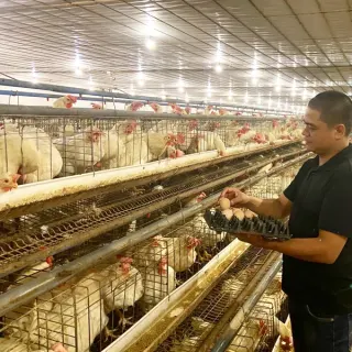 Nâng cao hiệu suất gà đẻ bằng chiếu sáng