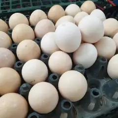 Tăng trọng lượng trứng thông qua dinh dưỡng