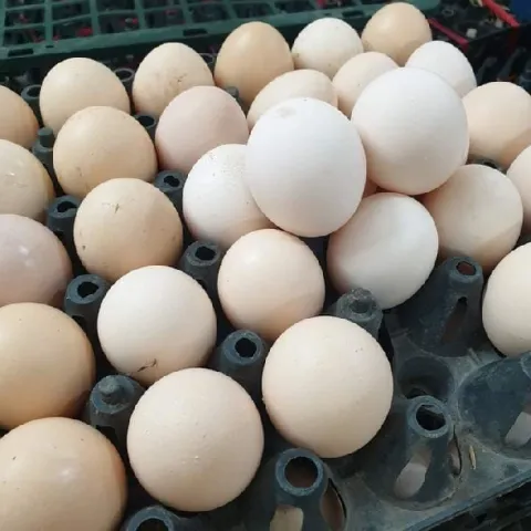 Tăng trọng lượng trứng thông qua dinh dưỡng