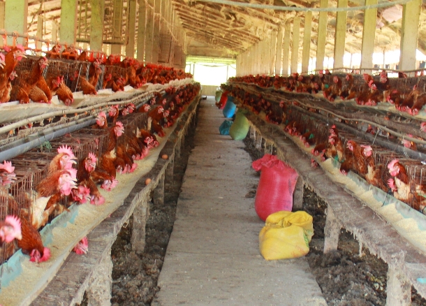 Những phụ gia giúp giảm phân ướt trong chăn nuôi gà thịt