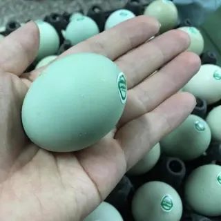 Gà đẻ trứng vỏ xanh