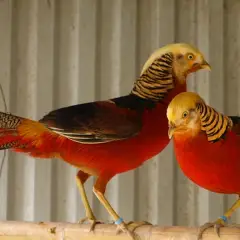 Chim trĩ 7 màu
