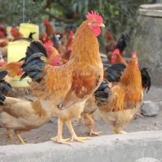 Gà tàu chân lùn K9