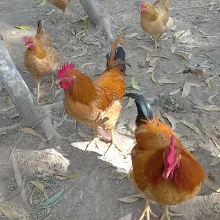Gà tàu vàng chân cao K8