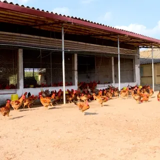 Kỹ thuật chăn nuôi gà trên sân cát