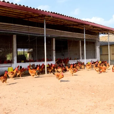 Kỹ thuật chăn nuôi gà trên sân cát