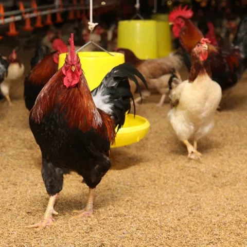 Kỹ thuật chăn nuôi gà lạc thủy hiệu quả