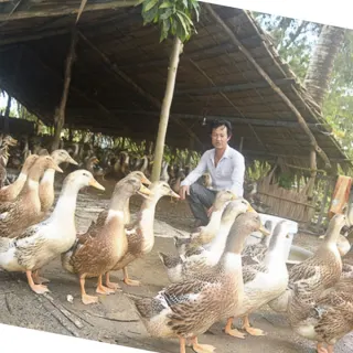Cung cấp vịt biển - vịt bầu biển giống