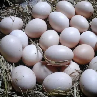 Chăn nuôi gà lương phượng đẻ hiệu quả