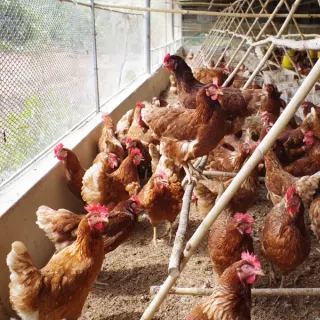 Mô hình nuôi gà nhốt chuồng ít bệnh