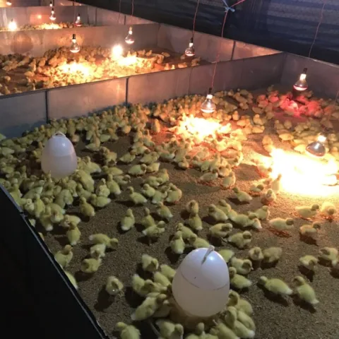 Phương pháp úm vịt vào mùa hè nóng