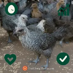 Gà ác lông đen