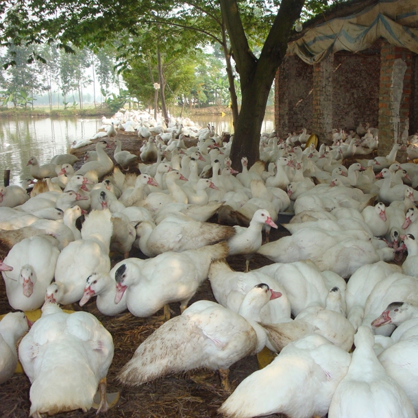 Kỹ thuật chăn nuôi gan pháp sinh sản