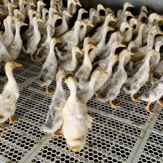 Những giống vịt chuyên trứng sinh sản phổ biến Việt Nam