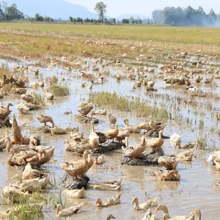 Kỹ thuật chăn nuôi vịt chạy đồng