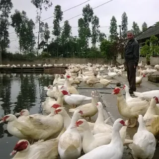Kinh nghiệm nuôi ngan pháp R71 hiệu quả