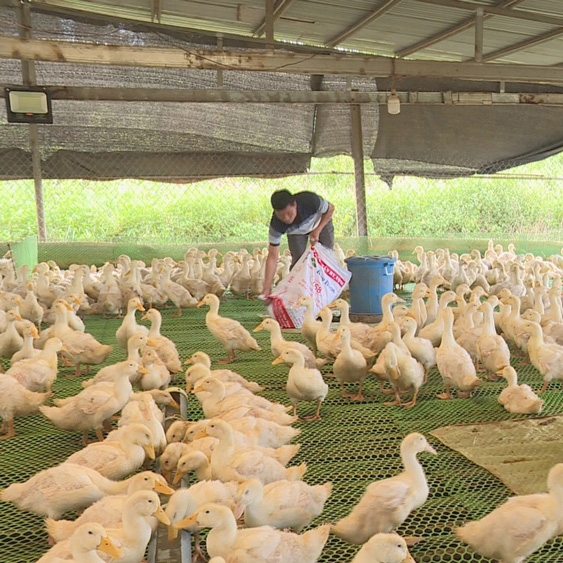 Kỹ thuật chăn nuôi vịt siêu thịt hiệu quả cao