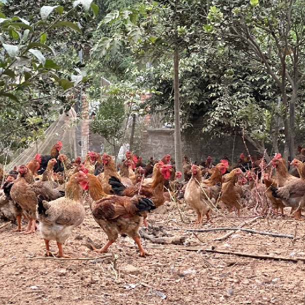 Phương pháp chăn nuôi gà ri thương phẩm hiệu quả