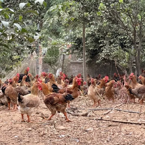 Phương pháp chăn nuôi gà ri thương phẩm hiệu quả