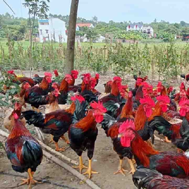 Kỹ thuật chăn nuôi gà phòng bệnh gà mía sơn tây thương phẩm