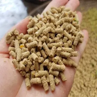Phương pháp giảm thiểu tác nhân gây bệnh cho gà từ thức ăn