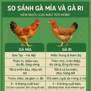 So Sánh Gà Mía Và Gà Ri: Nên Nuôi Loại Nào Tốt Hơn?