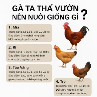 Gà ta thả vườn nên nuôi giống gì? Lựa chọn tối ưu cho năng suất & chất lượng