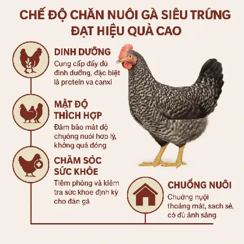 Chế độ chăn nuôi gà siêu trứng đạt hiệu quả cao