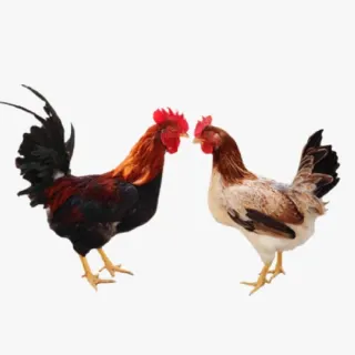 Gà Lạc Thủy là gì ?