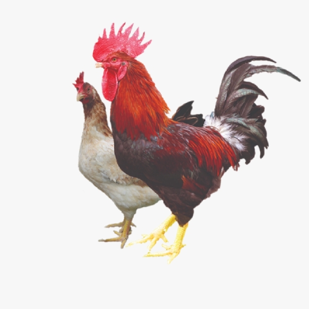 Gà Lạc Thủy – Giống Gà Đặc Sản Hòa Bình Được Ưa Chuộng Nhất 2025