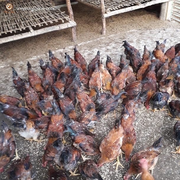 Tại Sao Gà Mía Lai Được Ưa Chuộng Hơn Gà Ri? Câu Trả Lời Sẽ Khiến Bạn Bất Ngờ