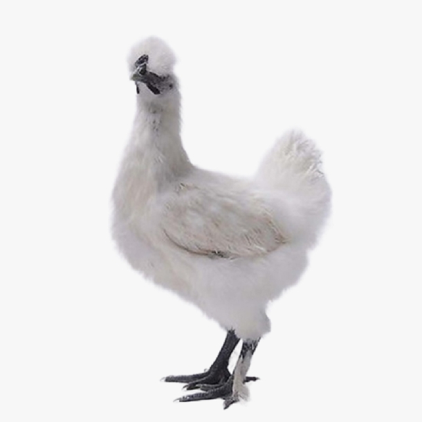 Gà Ác Là Gì? Phân Biệt Gà Ác Thuần Chủng và Gà Ác Lai Chính Xác Nhất