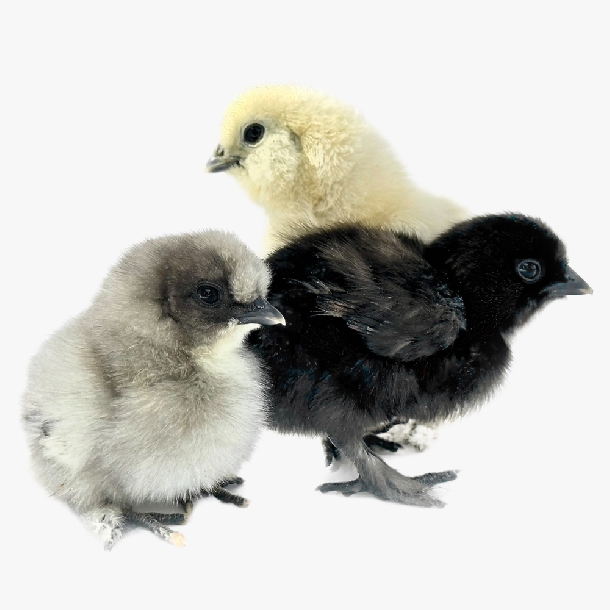 So Sánh Giá Gà Ác Lông Trắng Và Lông Đen – Mua Giống Nào Lợi Hơn?