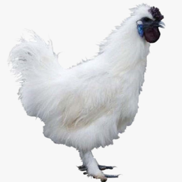 Gà Ác Có Tác Dụng Gì? 10 Lợi Ích Cho Sức Khỏe Ít Ai Ngờ