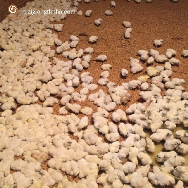 Gà Ác Giống Nào Phù Hợp Nuôi Thả Vườn? Chọn Đúng Để Tăng Lợi Nhuận