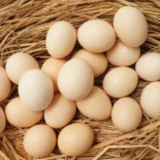 Gà Ác Có Đẻ Trứng Không? Khai Thác Gà Ác Trứng Có Lợi Nhuận Không?