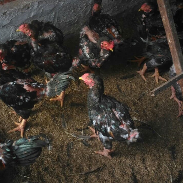 Sự Thật Về Gà Đông Tảo Lai: Có Nên Nuôi Không? Kinh Nghiệm Thực Tế Từ Nhà Nông