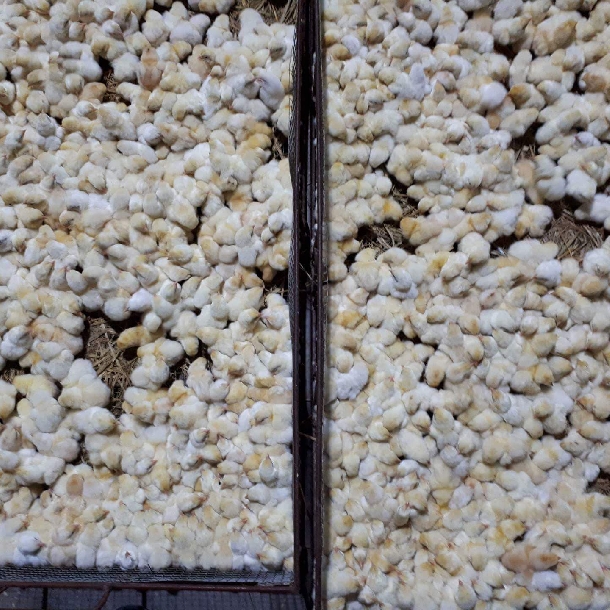 Nguồn Gốc Gà Đông Tảo Lai, Đặc Điểm, Ưu Nhược Điểm & Cách Nuôi Hiệu Quả