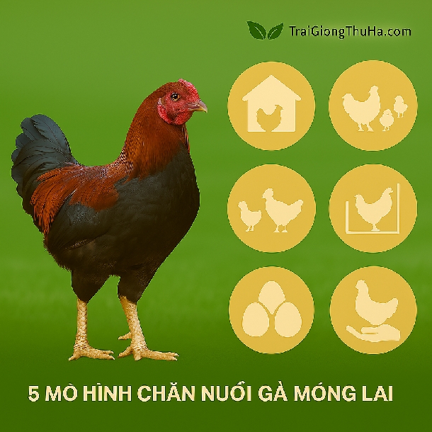5 Mô Hình Chăn Nuôi Gà Móng Lai Thành Công Nhất Hiện Nay Tại Việt Nam