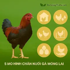 5 Mô Hình Chăn Nuôi Gà Móng Lai Thành Công Nhất Hiện Nay Tại Việt Nam