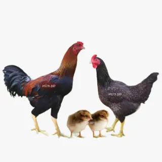 Gà Minh Dư Có Đáng Đầu Tư Không? Chi Phí – Lợi Nhuận – Đầu Ra Mới Nhất